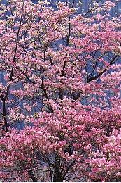 《最终幻想7：重制版》容量90GB太大 Switch 2实体版为游戏钥匙卡、加入无敌模式